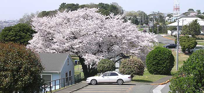 根岸ハイツの桜